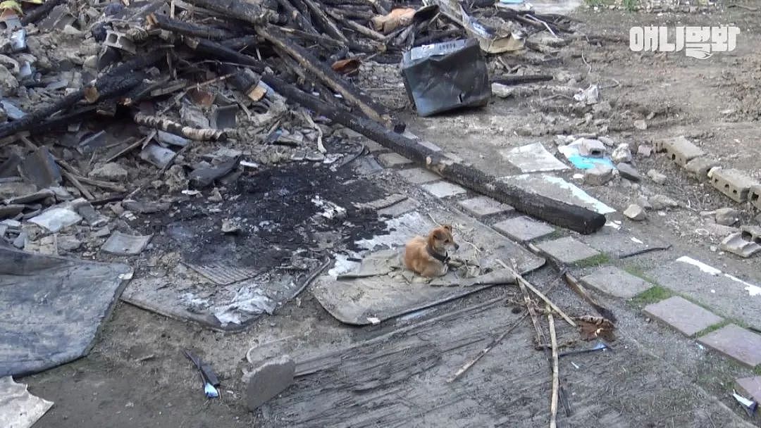 大火后，狗狗趴在废墟中不断哀鸣，“主人你快回来……” - 1