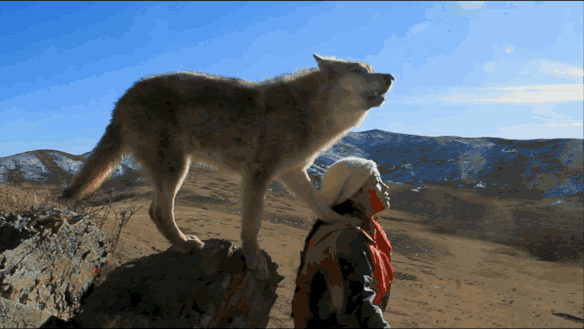 美女画家救下一只狼崽，并助它重返狼群，4年后见到它全家，也因此看到人性最贪婪的一幕 - 11