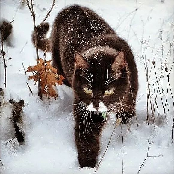 一只爱冒险的旅猫，攀过雪山，走过火山…… - 5
