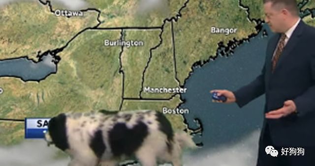 天气预报员正播报天气，身后却走来了一只纽芬兰犬…… - 3