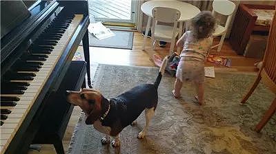 一只拥有音乐天赋的狗狗，正忘我的自弹自唱… - 2