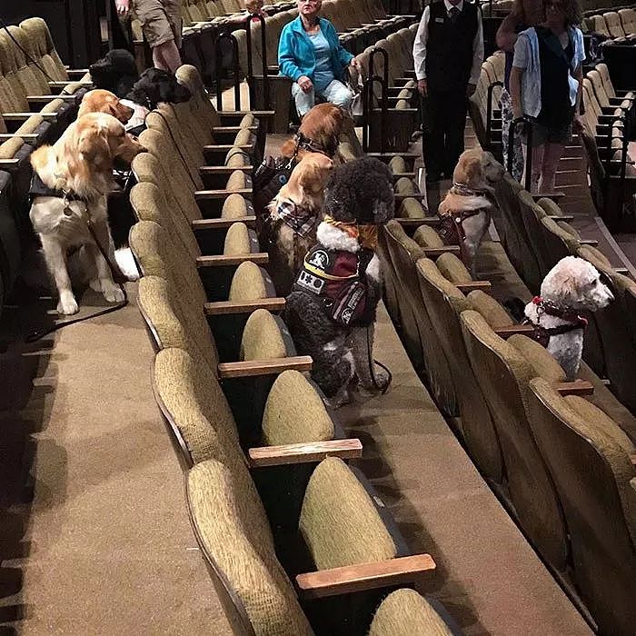 服务犬来剧院看表演，画面萌化了很多网友，但真相是…… - 2