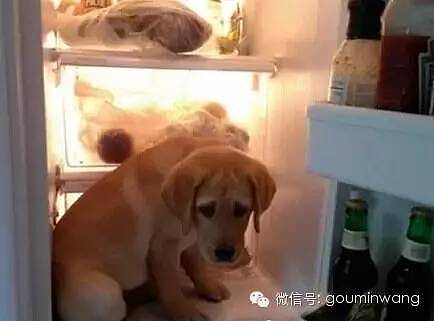 今日热点：把狗狗装进冰箱，总共分几步？ - 11