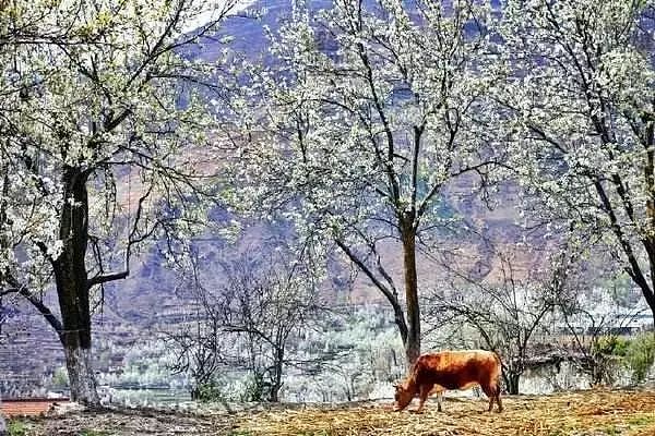 四川有个世界罕见的古梨仙境，一下梨花雪，就惊艳了整个春天！ - 8