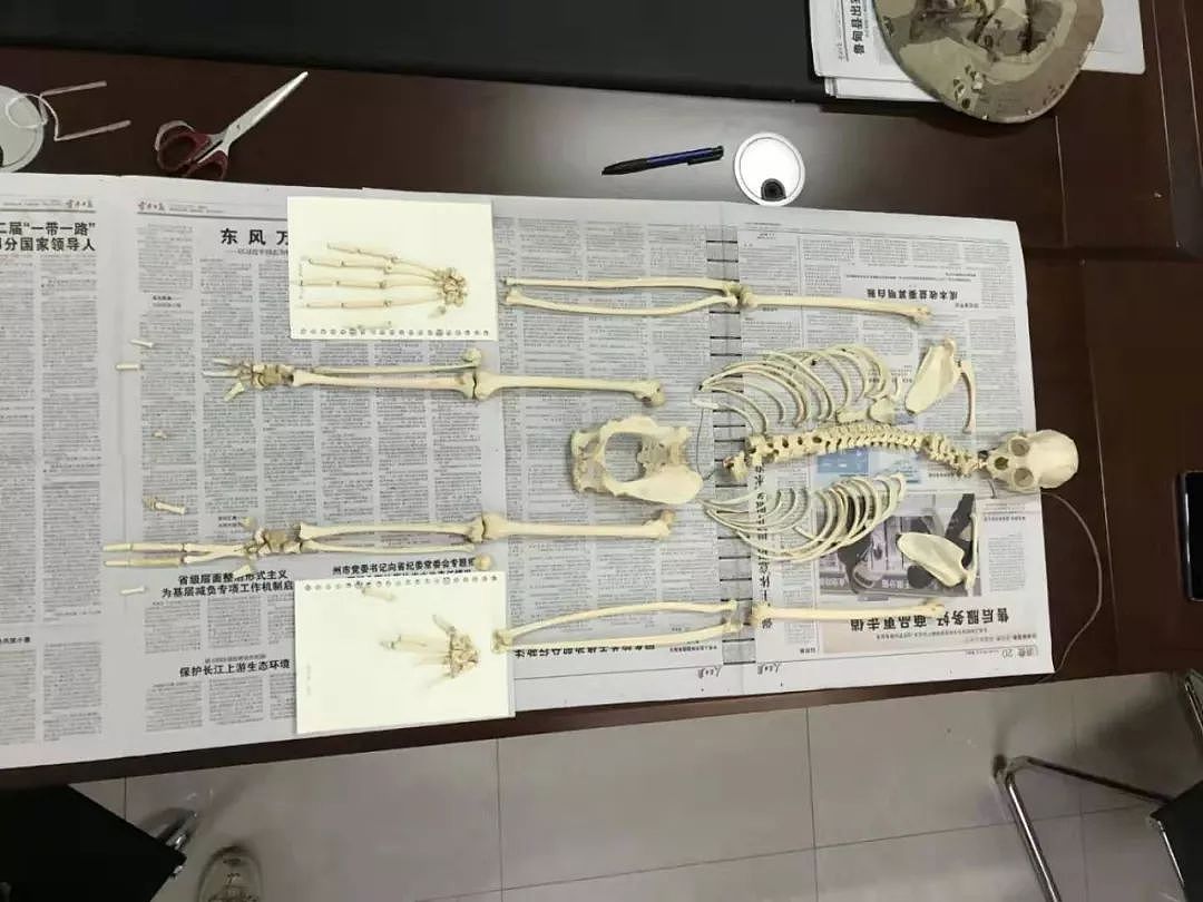 你可能想象不到，完整地拼一副长臂猿的骨骼能有多难 - 4