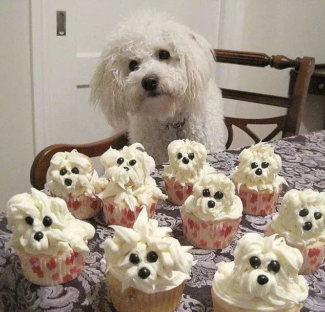 当狗狗收到生日蛋糕，脸上的表情绝了…… - 4