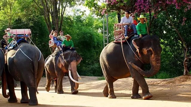 泰国全网禁播！大象旅游业背后的真相…… - 1