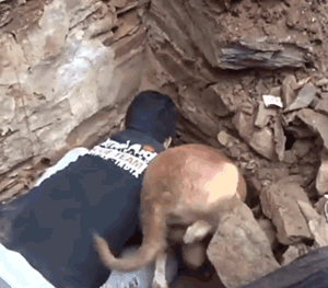 印度水灾后，人们在废墟中发现一只疯狂刨土的狗…… - 8