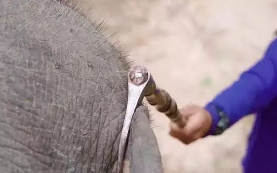 泰国全网禁播！大象旅游业背后的真相…… - 13