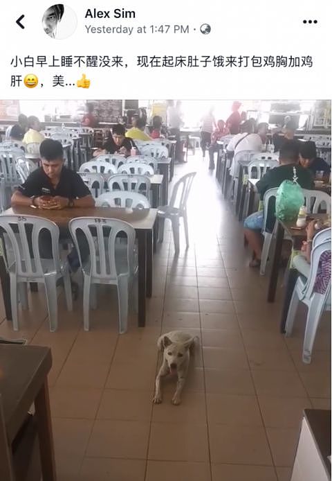 这只狗因为每天都去快餐店打包鸡饭带给朋友吃...在网上走红！ - 6