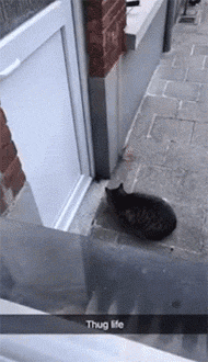 网友拍到一老鼠被猫逼进墙角很绝望，没想镜头拉远后，笑屎了... - 2