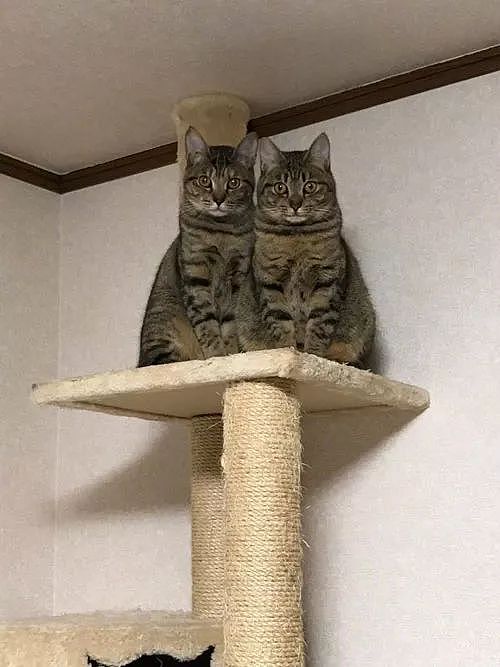 推主长期单身，现在连家里的两只猫用这样的眼神看自己，笑屎... - 2