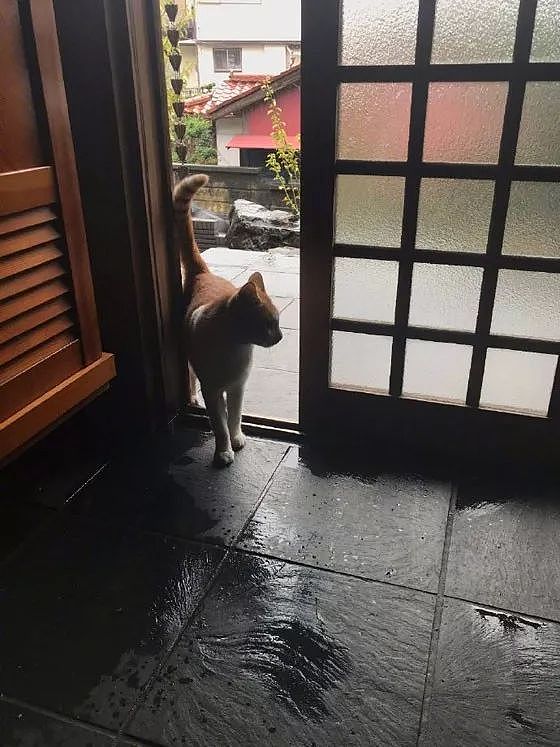 台风来袭，附近的流浪猫来推主家避难，还带来了一些小礼物！ - 1
