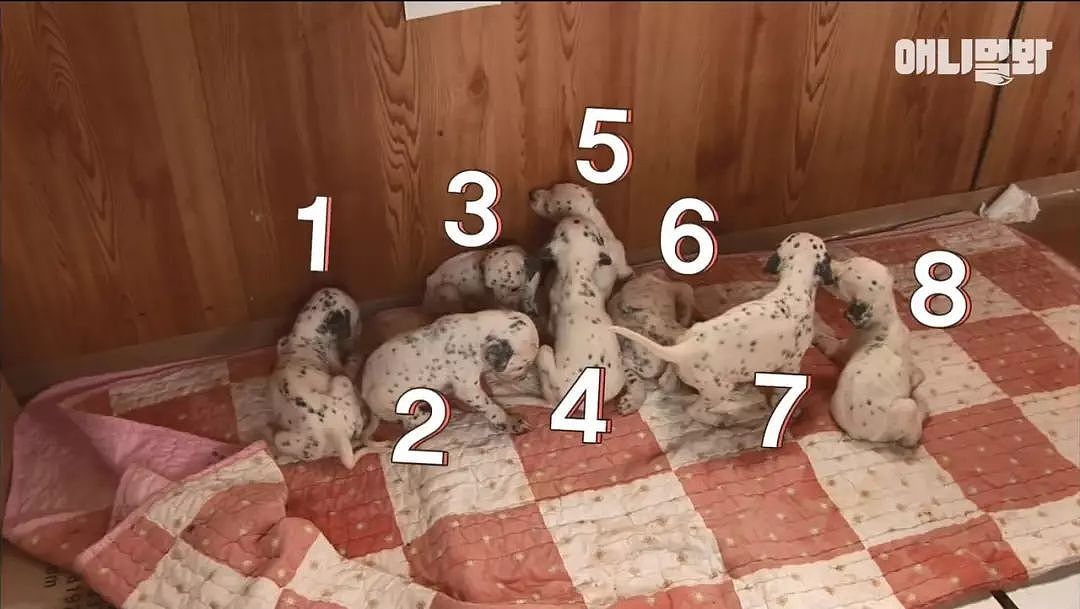 斑点狗生了9只宝宝，一只却离奇失踪，真相竟然是…… - 6