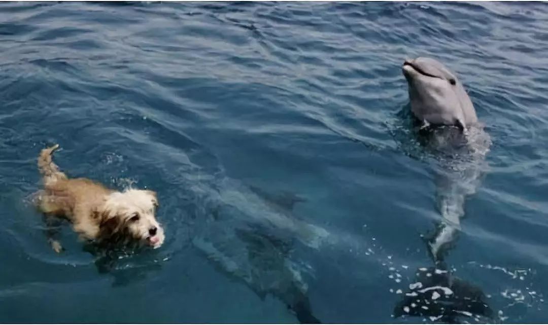 狗狗和海豚一起游泳，画面美呆了！ - 5