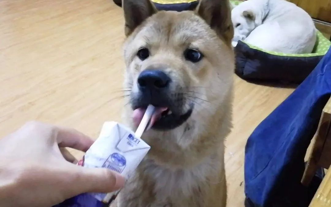还记得你家狗狗第一次喝到酸奶的样子吗？简直萌翻了！ - 5