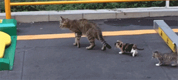 这只猫妈妈带一群小猫，其他小猫都紧紧跟着，但后面的小橘却... - 1