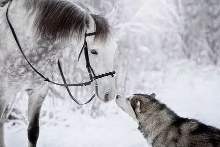 主人拍摄下哈士奇跟马在雪地里的合照，简直美爆了.... - 3