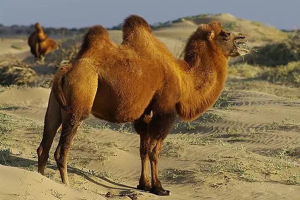 时代 | 骑骆驼的阿富汗人建起了半个澳大利亚，却受到歧视最终被驱逐 - 3