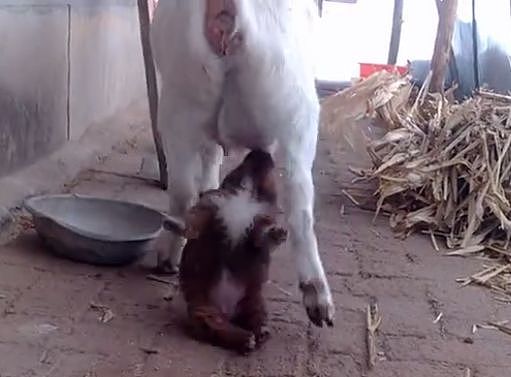 小狗错把山羊当妈妈，为了喝口奶被羊妈妈拖着走~ - 8
