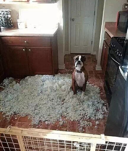 网友下班，发现狗子自己在家做了“爆米花”... - 1