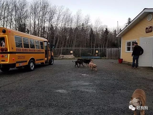 主人不在家，这些狗狗都会带上零食坐上校车去上学！ - 3