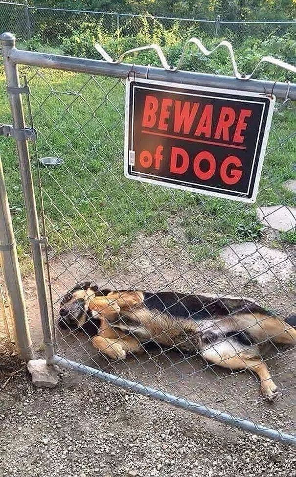 这些“小心恶犬”警告，竟都是骗人的！ - 17