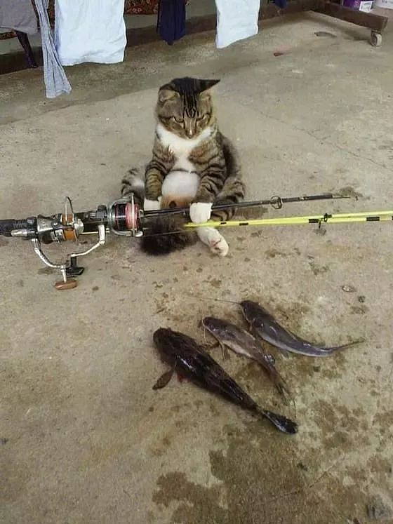 猫咪被爸爸邀请去钓鱼，不一会儿就有这样的收获，没给猫丢脸！ - 2