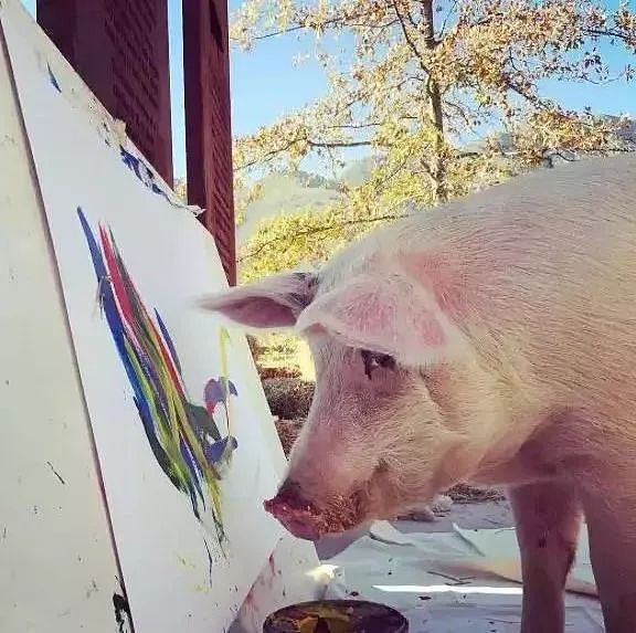一头待宰的猪画了幅画，竟卖了23万元，被称为猪界毕加索，还全世界办展览！ - 14