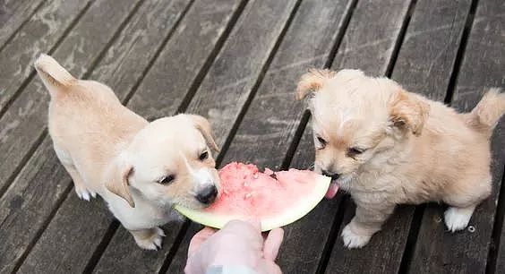 夏季消暑，有些水果绝对不要给狗吃！ - 5