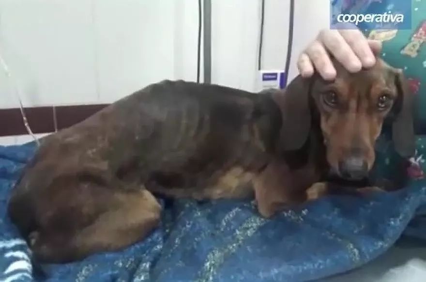狗狗从飞机上摔下来后在沙漠中存活了6天 - 5