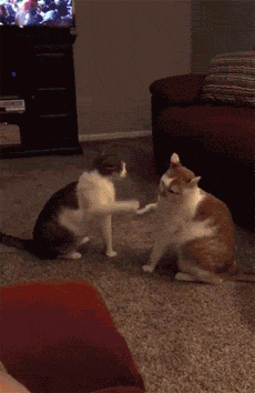 主人录下家里两只猫打架的视频，这打斗的方式也太激烈了吧！ - 1