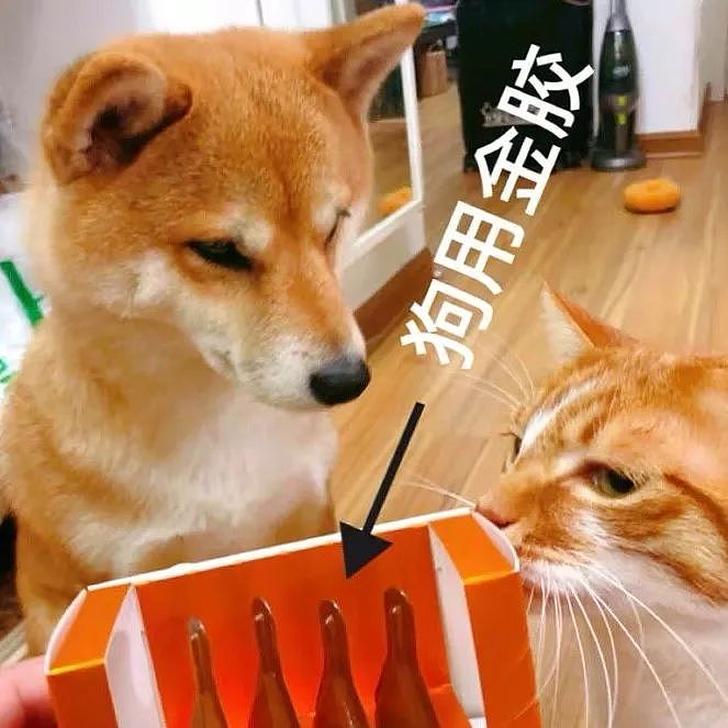 日本铲屎官示范如何轻松洗狗，网友：我还是洗只假狗吧！ - 21