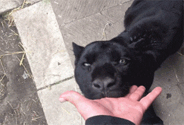 这只大黑猫特别喜欢允许主人的手指，这画面让人看了震惊... - 5