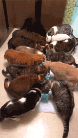 网友拍家里好多只猫一起吃年夜饭的视频，这场面太壮观了吧... - 3