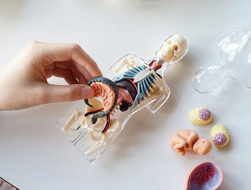 果壳人体解剖“博物馆”迎来新藏品！可以吃的那种～ - 27