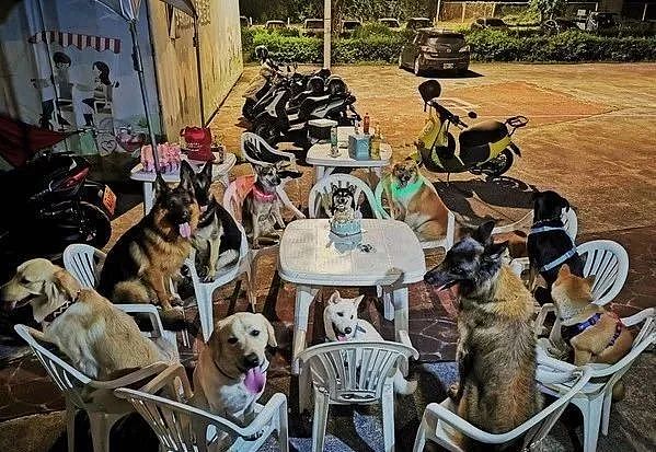 柴柴过生日，请了11只狗狗好友开派对...羡慕了！ - 1