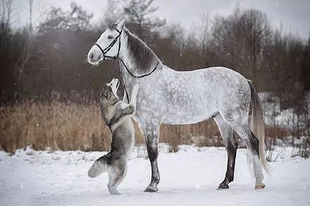主人拍摄下哈士奇跟马在雪地里的合照，简直美爆了.... - 2