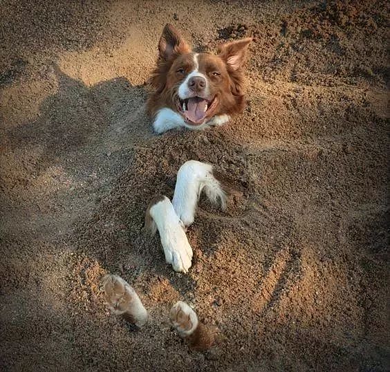 主人把狗狗骗去海滩，然后一言不合就埋了…… - 15