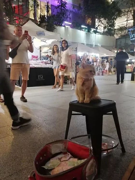 网友在泰国街头拍到一只猫站在街上卖艺，居然还有人投钱！ - 1
