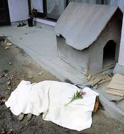 日本福岛大地震后，百只柴犬依旧死守家园… - 8
