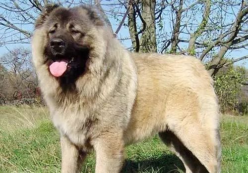 世界十大最凶的狗，每个都是“洪水猛兽”！ - 2
