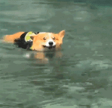 狗子下水之后发现就自己不会游泳，好尴尬呀… - 4