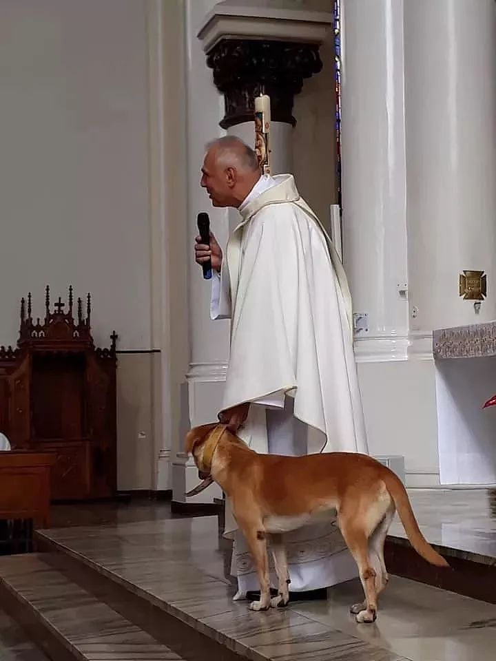 一只狗砸闯进了教会，神父一开始还能保持严肃，到后来... - 10