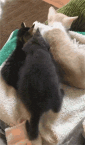 这两只小猫在一起睡觉，中途来了一只小猫硬要往中间挤，结果... - 1