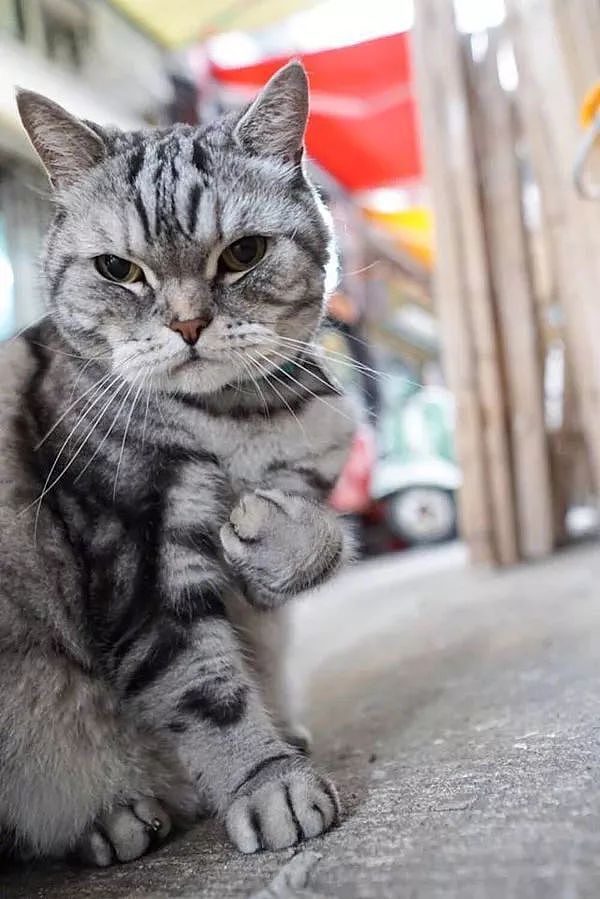主人拍下猫在街头的霸气写真照，网友：竟然被一只猫帅到了！ - 5