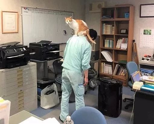 日本一只橘猫由于妨害公务罪，惨遭逮捕，目前情绪稳定！ - 6