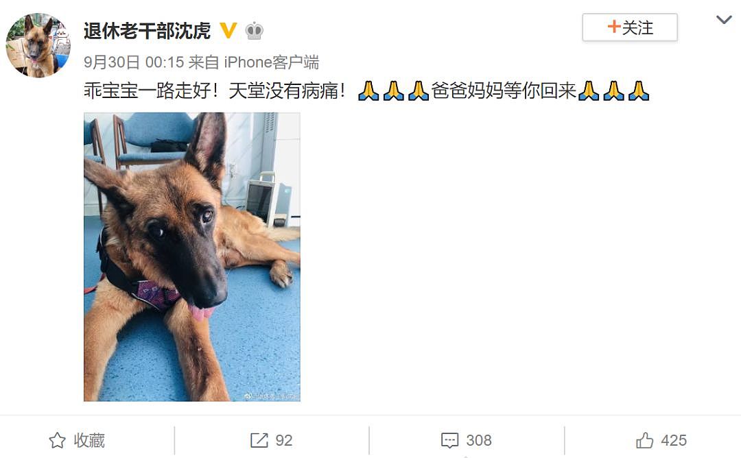 参与过汶川地震救援的最后一只搜救犬去世，“沈虎，愿你一路走好…” - 1