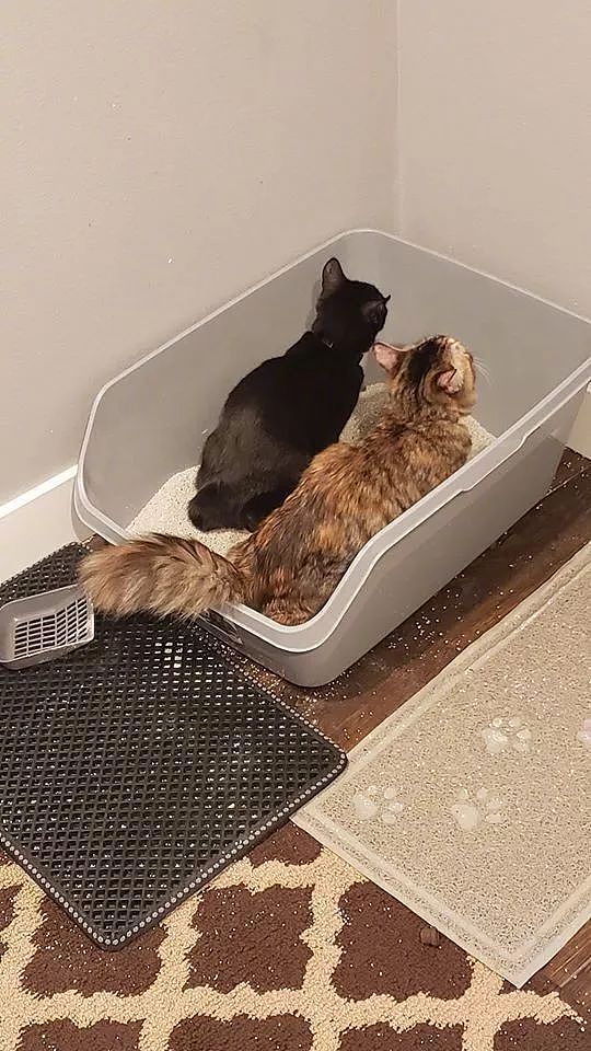 两猫感情非常好，经常一起结伴上厕所，上完还一起埋，笑屎！ - 1