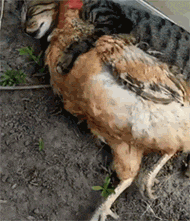 这只猫睡觉时，还要抱着一只鸡一起入眠，而鸡的反应，笑屎了... - 2
